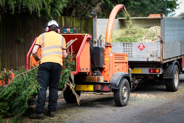 Best Tree Maintenance Programs  in Baldwin, LA